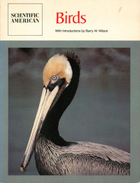 Scientific American Birds